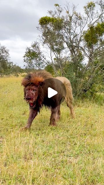 157K views · 9.9K likes | Latest Sightings - Kruger on Instagram: "My job here is done…  This is the aftermath of an epic rival lion battle!! It happened at @andbeyondngala. Link to the full video is on our bio.  #tingedby @tyronhorne" Real Lion Pictures, My Job Here Is Done, Lion Video, Lion Hd Wallpaper, Apple Iphone Wallpaper Hd, Lions Photos, Simple Mehndi Designs Fingers, Lion Wallpaper, Iphone Wallpaper Photos