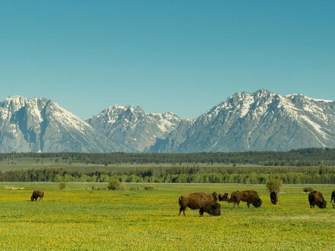 Seeing the Source: BFA Members Explore the Northern Great Plains | Blog Posts | WWF The Great Plains, Landscape Practice, American Plains, Plains Landscape, City Development, From Sea To Shining Sea, Plains Indians, America The Beautiful, Take For Granted