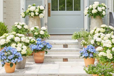 Potted Hydrangea, French Hydrangea, Repotting Plants, Types Of Hydrangeas, Hydrangea Varieties, Oakleaf Hydrangea, Southern Garden, Growing Hydrangeas, Plant Problems