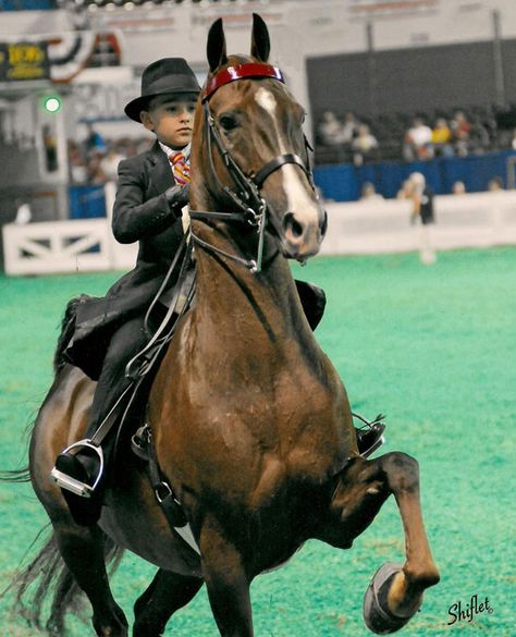 A young saddle seat rider at the WCHS Saddle Seat, Saddle English, Saddle Seat Riding, Saddleseat Riding, English Saddle Jumping, Spotted Saddle Horse, American Saddlebred Horses, Horse Competition, Horse Braiding