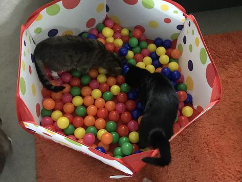 Cat Ball Pit, Cat Sanctuary Ideas Indoor, Cat Enrichment Diy, Pet Enrichment, Cat Bday, Kitty Treats, Cat Enrichment, Cat Paradise, Cat Projects