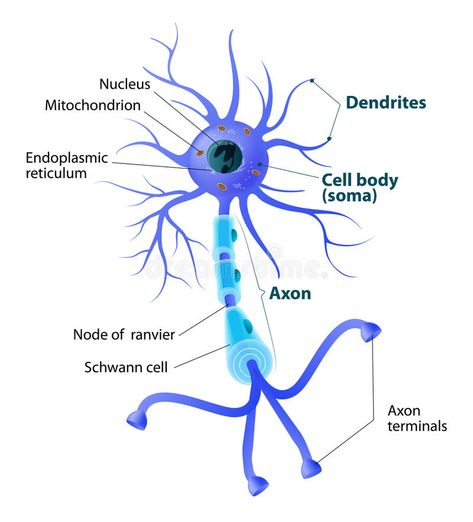 Structure of a motor neuron. Anatomy of a typical human neuron. Structure neuron , #SPONSORED, #typical, #human, #axon, #Anatomy, #Structure #ad Neuron Anatomy, Specialised Cells, Neuron Art, Neuron Structure, Anatomy Structure, Neuro Science, Igcse Biology, Biology Anatomy, Human Brain Anatomy