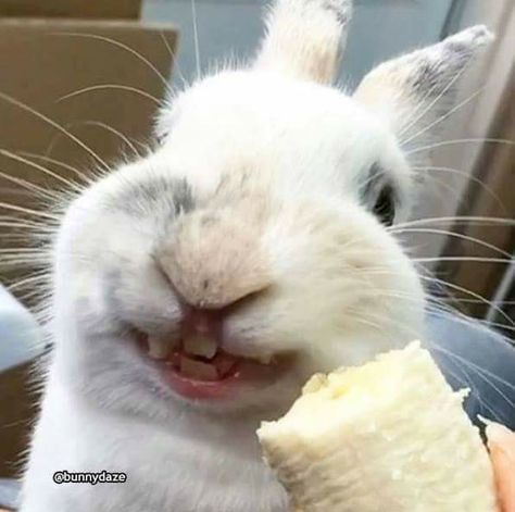 Pet Bunny Rabbits, Bunny Care, Rabbit Eating, Cute Bunny Pictures, Funny Rabbit, Bunny Pictures, Pet Bunny, Pet Rabbit