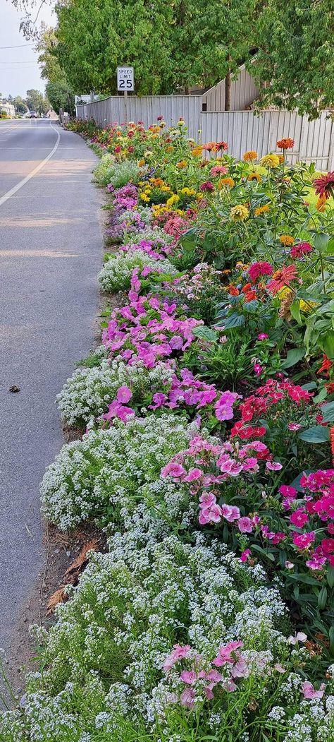 Rock Wall Landscape, Healthy Vibes, Cut Garden, Christmas Watch, Front Porch Flowers, Front Landscape, Landscaping Projects, Yard Inspiration, Walkway Landscaping