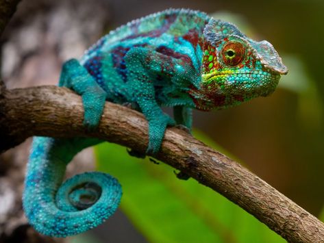 Chameleon Enclosure Ideas, Chameleon Aesthetic, Chameleon Enclosure, Blue Chameleon, Chameleon Tattoo, Chameleon Art, Enclosure Ideas, Irish Ancestry, Dna Results