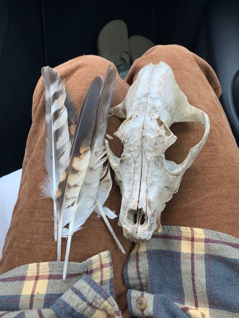 Coyote skull and possible hawk feathers Bones Aesthetic, Bone Hunting, Animal Skull, Coyote Skull Art, Coyote Skull Reference, Culture Vulture, Painted Coyote Skull, Crystalized Animal Bones, Coyote Skull