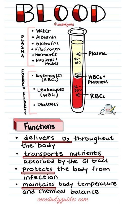 Blood #medschool #doctor #medicalstudent - Image Credits: Cece's Study Guides Medical Assistant Student, Studie Hacks, Studera Motivation, Medical School Life, Nursing School Motivation, Basic Anatomy And Physiology, Nurse Study Notes, Nursing Student Tips, Biology Facts