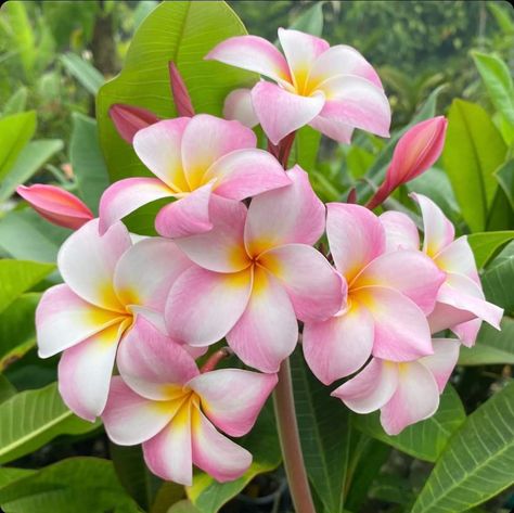 Jaidyn Aesthetic, Plumeria Aesthetic, Fav Flower, Botanical Inspiration, Hawaiian Lei, Beautiful Flowers Photography, Plumeria Flowers, Anime Food, Plant Aesthetic