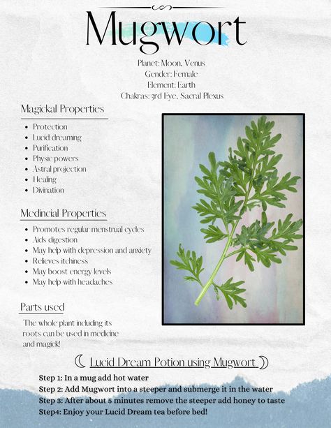 Motherwort Witchcraft, How To Use Mugwort, Blessed Thistle Magical Properties, Daisy Magical Properties, Mullein Magical Properties, Spearmint Magical Properties, Mugwort Tea Benefits, Mugwort Magical Properties, Coltsfoot Magical Properties