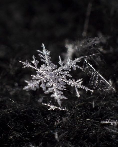 Snowflake Pictures, Impossible Possible, Snowflake Photos, Please Forgive Me, Macro Lens, Tree Farms, Forgive Me, My Favorite