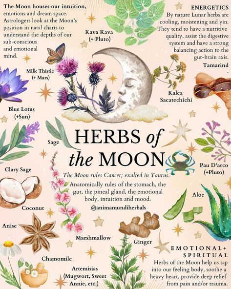 Medicinal Herbs Garden, Medical Herbs, Witch Spirituality, Magic Herbs, Magical Herbs, Herbal Apothecary, Herbal Healing, Herbal Magic, Moon Garden