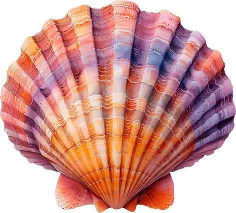 Seashell Png Aesthetic, Shell Close Up, Sea Shell Reference, Shell Reference Photo, Seashell Reference, Shell Reference, Sea Shells Aesthetic, Shell Png, Shell Photography