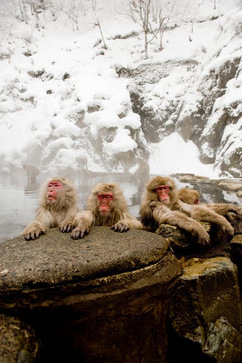 Snow Monkeys Day 2 - 13 (Taken on January 29, 2010) Jigokudani Monkey Park, Snow Monkeys, 70s Clothes, Winter In Japan, Snow Monkey, Nagano Japan, Mandrill, Roppongi, Primitive Fall