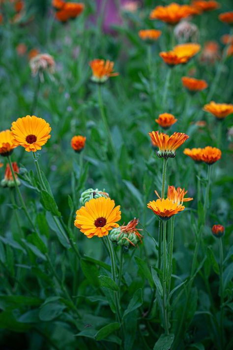 Pot Marigold  Calendula officinalis Pot Marigold, Marigold Seeds, Calendula Officinalis, Calendula Flower, Seed Catalogs, Single Flower, Soups, The Old, To Grow