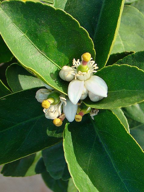 Citrus aurantifolia - Mexican Lime Eureka Lemon, Cinnamon Tea, Citrus Aurantifolia, Citrus Trees, One Step Closer, Sugar Cane, Flower Bud, How To Speak Spanish, Lemon Lime