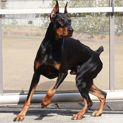 Doberman Reference, Animal Poses, Dog Anatomy, Dog Poses, Doberman Dogs, Pretty Dogs, Pretty Animals, Wolf Dog, Animal Sketches