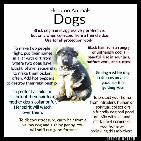 Ms Avi on Instagram: “~*~ HOODOO ANIMALS: DOGS ~*~ They’ve been called man’s best friend for a very good reason. There are many legends about the loyalty,…” Dogs In Witchcraft, Hoodoo Conjure Rootwork, Hoodoo Rootwork, Hoodoo Magic, Hoodoo Conjure, Hoodoo Spells, Voodoo Hoodoo, Eclectic Witch, Magick Spells