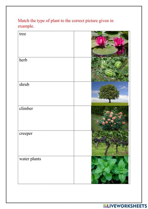 Types Of Plants Worksheet, Classifying Plants, Personal Pronoun, Alphabet Writing Worksheets, Character Worksheets, Plants Worksheets, Planting For Kids, Math Practice Worksheets, Plant Activities