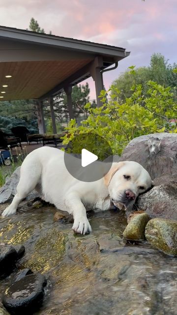 Farley Bean on Instagram: "This is how I survive the Dog Days of Summer! 💙 Did you know the @farmersalmanac considers the Dog Days of Summer to be 40 days - from July 3 to August 11. 🥵💦☀️ . #farley #ourdogfarley #farleybean #hotday #labrador #yellowlab #bestdog #reels #dogsofinstagram #instalabfam #luvablelabsofinsta #dogsarethebest #waterdog #dogdaysofsummer  . 6/17/24 #wetdogwednesday #wetdog" Silver Labrador Puppies, Beautiful Dogs Photos, Most Beautiful Dogs, Cute Dogs Images, Dog Days Of Summer, Lab Dogs, Animal Antics, Funny Dog Pictures, Labrador Dog