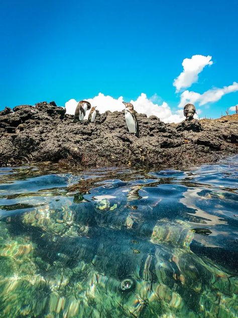 Wildlife highlight - spotting and snorkeling with penguins! Sheltered by the bigger Santiago Island, the water is calm yet deep enough to attract some spectacular wildlife like penguins and sharks. Read the full guide on the Galapagos Islands Cruise and what to see -- galapagos Islands ecuador | galapagos Islands ecuador cruise| animal photography | ecuador luxury cruise| ecuador travel | galapagos Islands | luxury cruise I penguin Galapos Islands, Galapagos Islands Aesthetic, Galapagos Islands Photography, Islas Galapagos Ecuador, Travel Visionboard, Galapagos Islands Travel, Galapagos Island, Galapagos Ecuador, Ecuador Travel