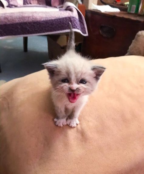 Tiny Kittens, Kitten Images, Smiling Cat, Foto Logo, Kitten Photos, Foster Kittens, Tiny Kitten, Adorable Kitten, Kitten Rescue