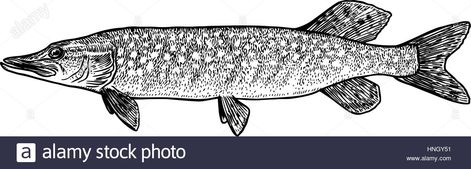 Download this stock vector: Pike fish illustration, drawing, engraving, line art, realistic - HNGY51 from Alamy's library of millions of high resolution stock photos, illustrations and vectors. Pike Fish Drawing, Pike Tattoo, Bugs Bunny Drawing, Fish Wood Carving, Pike Fish, Musky Fishing, Diy Fishing Lures, Fish Artwork, Fishing Diy