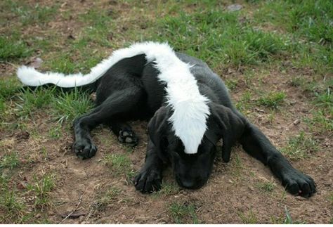 Black lab costume Dog Costumes Black Dogs, Lab Puppy Halloween Costume, Black Poodle Halloween Costume, Dog Halloween Costumes Black Lab, Dog Costumes For Black Dogs, Black Lab Halloween Costumes Dogs, Black Lab Costumes, Chocolate Lab Halloween Costume Ideas, Chocolate Lab Costume