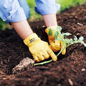 Planting tomato plants on their side encourages a good root system Plant Tomatoes, Watering Plants, Garden Hacks, Garden Veggies, Garden Help, Tortellini Soup, Tomato Garden, Root System, Growing Tomatoes