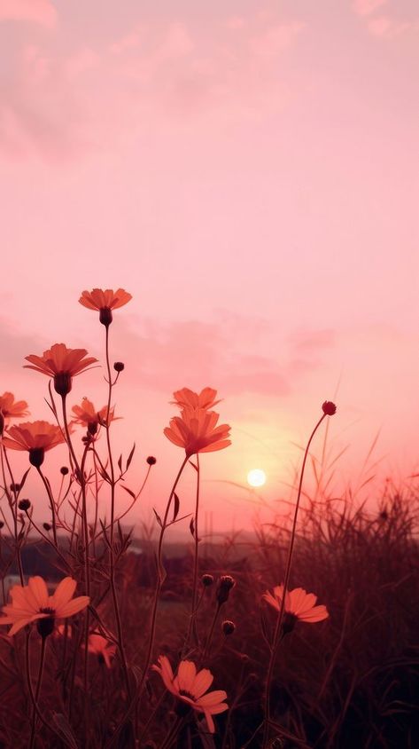 Sunset sky flower sunlight outdoors. | premium image by rawpixel.com Flower With Sunset, Iphone Sunset Wallpaper, Sunsets And Flowers, Wallpaper Iphone Sunset, Pretty Wallpapers Backgrounds Nature, Cherry Blossoms Aesthetic, Sunset With Flowers, Autumn Iphone Wallpaper, Iphone Wallpaper Autumn