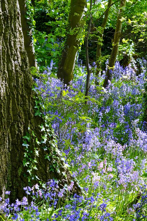 Bluebell wood by steveworrll on YouPic Blue Bell Woods, Bluebell Woods, Fairy Tattoo Designs, Night Forest, Fairy Tattoo, Tree Roots, Green Wood, Nature Garden, Canon Eos