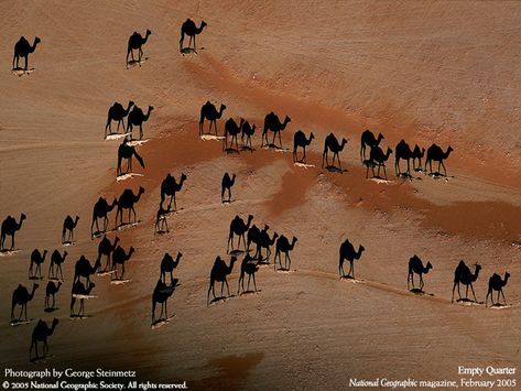 "This photo was taken from a birds' eye view. The white lines are camels; the black bits are their shadows." Saul Leiter, Most Beautiful Animals, Foto Art, Jolie Photo, In The Desert, Dubrovnik, Photo Contest, Optical Illusions, The Desert