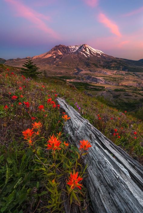 Mt. St. Helens, WA Mt Saint Helens, Mt St Helens, Saint Helens, St Helens, Wonders Of The World, Great Places, Wild Flowers, Washington, Wonder