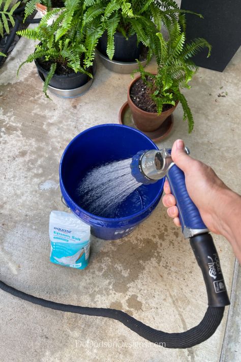 Ferns And Epsom Salt, How To Water Ferns With Epsom Salt, Epsom Salt For Ferns, Boston Fern Care, Witchy Mansion, Epson Salt Bath, Epsom Salt For Plants, Fern Planters, Water Ferns