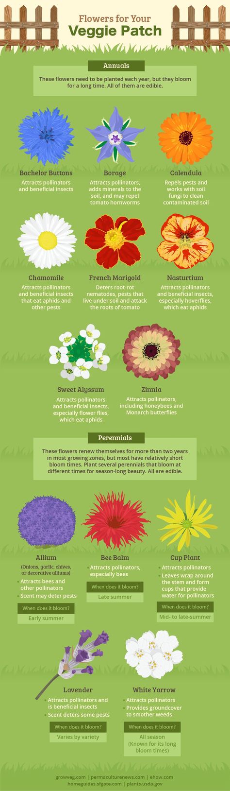 Flowers for garden companion planting and the bees Flowers For Garden, Garden Companion Planting, Veggie Patch, Garden Types, Veg Garden, Pollinator Garden, Web Images, Flower Gardens, Food Garden