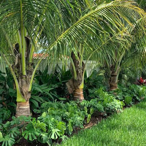 24 Florida Landscape Ideas for Your Backyard - Trendey Backyard Christmas Decor, Poolside Landscape Ideas, Florida Plants Landscaping, Backyard Christmas, Colorful Landscaping, Landscaping Around Pool, Tropical Pool Landscaping, Tropical Backyard Landscaping, Landscaping Along Fence