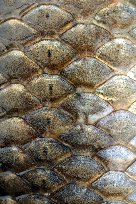 Skin. Fish scales , #Ad, #Skin, #Fish, #scales #ad Fish Scales Texture, How To Paint Scales, Human With Scales, Snake Scales Aesthetic, Fish Scales Drawing, Ocean Fish Drawing, Fish Skin Texture, Fish Texture, Green Scales