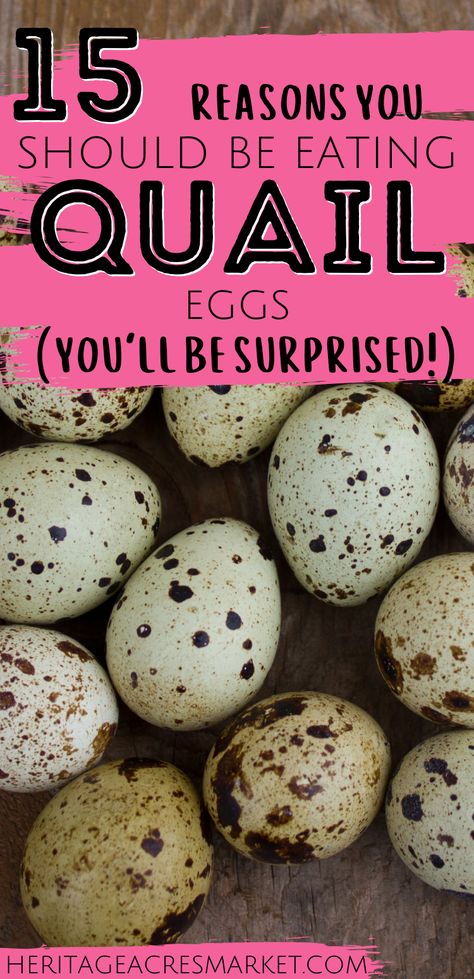 Quail Vs Chicken Eggs, Chickens Vs Quail, Qual Eggs Recipe, Quail Egg Benefits, Recipes Using Quail Eggs, Quail Egg Shell Crafts, Quail Eggs For Dogs, Quail Egg Colors, Recipes For Quail Eggs