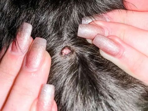 What Are Schnauzer Bumps? (Can They Be Popped and Infected?) - The Schnauzer Collective Dog Warts, Black Mini Schnauzer, Schnauzers Funny, Schnauzer Cut, White Miniature Schnauzer, Schnauzer Breed, Schnauzer Grooming, Schnauzer Mix, Schnauzer Art