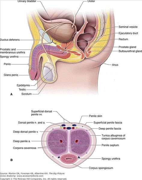 Genital Anatomy Drawing, Male Reproductive System Anatomy, Male Reproductive System, Human Body Organs, Gross Anatomy, Body Diagram, Basic Anatomy And Physiology, Biology Facts, Anatomy Models