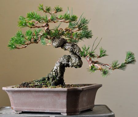 Exposed root black pine | Bonsai Tonight Bonsai Pots Ideas, Black Pine Bonsai, Bonsai Kit, Terraria Tips, Buy Bonsai Tree, Bougainvillea Bonsai, Pine Bonsai, Bonsai Tree Care, Underwater Plants