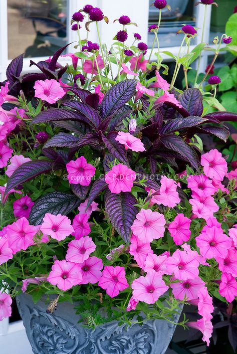 Annual flowers in container, Strobilanthes and Petunias | Plant & Flower Stock Photography: GardenPhotos.com Square Flower Pot Ideas, Georgia Garden, Patio Flower Pots, Persian Shield, Petunia Plant, Patio Flowers, Container Garden Design, Container Gardening Flowers, Have Inspiration