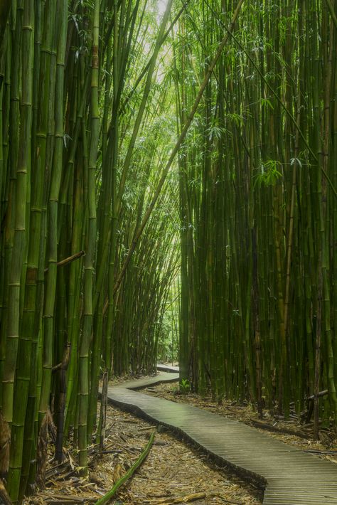 ... Mysterious Bamboo Forest, Haleakala National Park, Maui, HI | by Dr. P Forest Garden Ideas, Bamboo Landscape, Haleakala National Park, Amoled Wallpapers, Bamboo Art, Bamboo Garden, Bamboo Tree, Forest Garden, Bamboo Forest