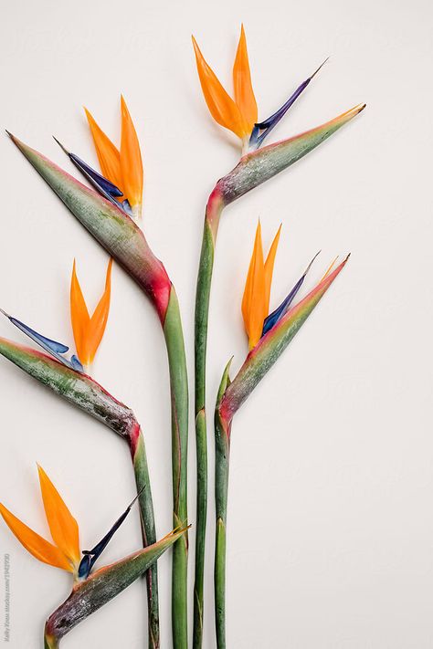 Birds Of Paradise On A White Background. Download this high-resolution stock photo by Kelly Knox from Stocksy United. Birds Of Paradise Floral Arrangement, Bird Of Paradise Flower Drawing, Tropical Flowers Photography, Flower Of Paradise, Bird Of Paradise Illustration, Birds Of Paradise Plant, Bird Of Paradise Flower, Flower Identification, Birds Of Paradise Flower