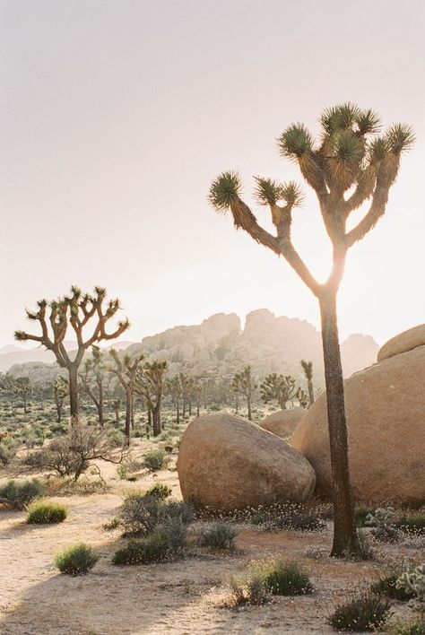 joshua tree national park elopement  — Gaby J Photography #travel #summerviews Joshua Tree Park, Sunset Elopement, Desert Aesthetic, National Park Elopement, Desert Dream, Desert Life, Tree Tree, Desert Vibes, Image Nature