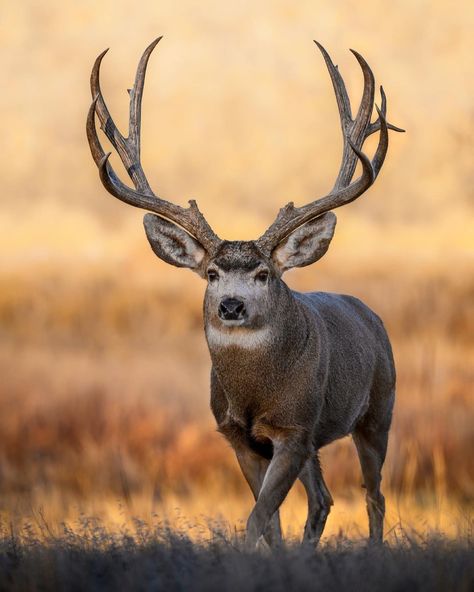 Gary and Mitch on Instagram: “Confident . . . #muleyfreak #muledeer #muleymadness #tinesup #outdoors #wildlifephotography #muleybuck #bigbucks #bowhunting #buck #deer…” Deer Hunting Pictures, Deer Buck, Buck Photography, Big Buck, White Tail Buck, Mule Deer Buck Photography, Hunting Wallpaper, Mule Deer Buck, Mule Deer Hunting