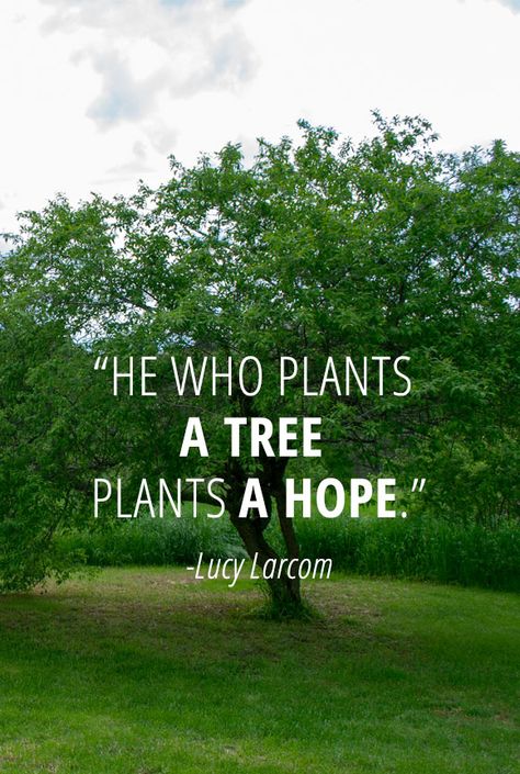 Eco Quotes, Environmental Quotes, Landscaping Quotes, Tree Quotes, Arbor Day, Plants Quotes, Trendy Plants, Environmental Activist, Save Trees