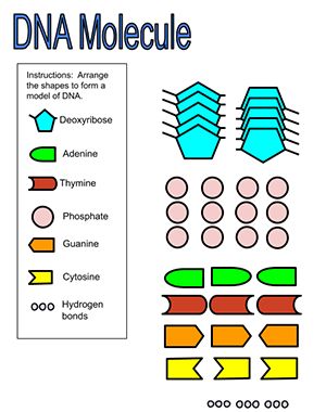 DNA - Build It Dna Replication Project, Dna Base Pairs, Dna Replication Model, Recombinant Dna Technology Notes, Dna Activities, Recombinant Dna Technology, Dna Replication, Dna Molecule, Dna Model