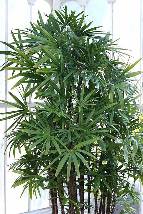 Cold Hardy Palm Trees, Gerbera Jamesonii, Indoor Palm Trees, Small Palm Trees, Kalanchoe Blossfeldiana, Indoor Palms, Hedera Helix, Sansevieria Trifasciata, Ficus Elastica