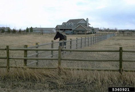 Horse Stables Small, Horse Farm Layout, Pasture Shelter, Horse Pens, Pasture Fencing, Horse Farm Ideas, Horse Paddock, Horse Barn Ideas Stables, Horse Corral