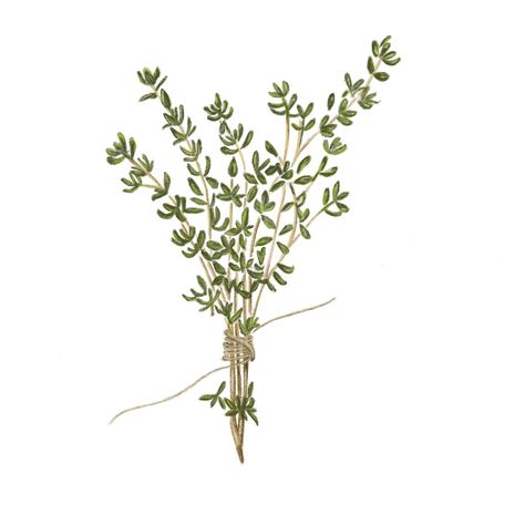 Thyme Drawing Simple, Thyme Drawing, Thyme Illustration, Chalk Art Signs, Herb Illustration, Herbs Illustration, Flowers Journal, Drawing Food, Ireland Trip